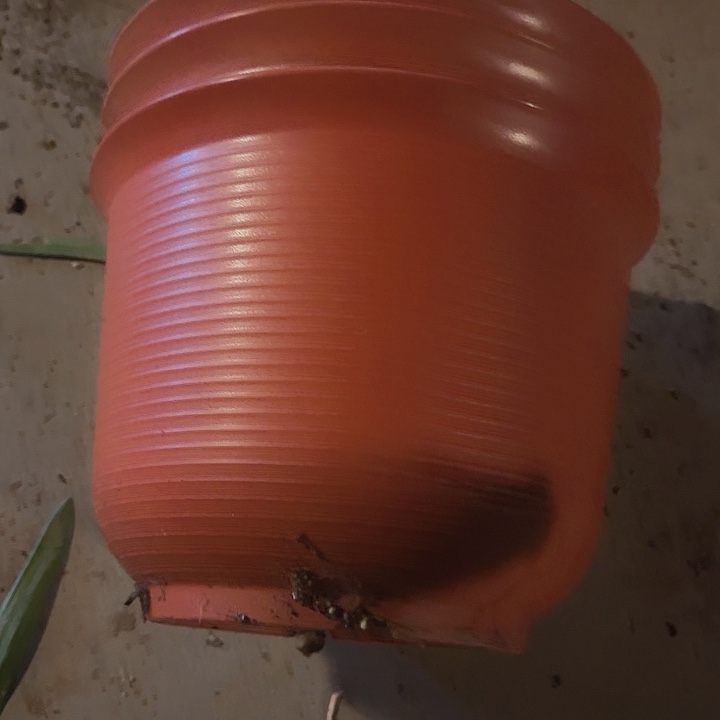 305陶色带托盘3个装