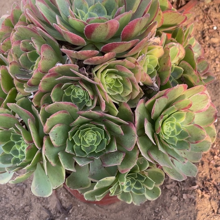 小***镖无花朵008奶白多肉植物