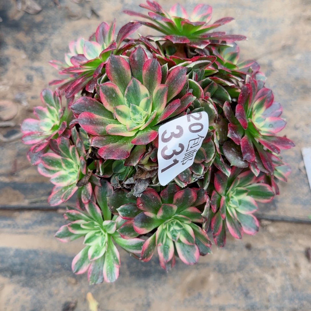 安娜331满20包邮断枝不包