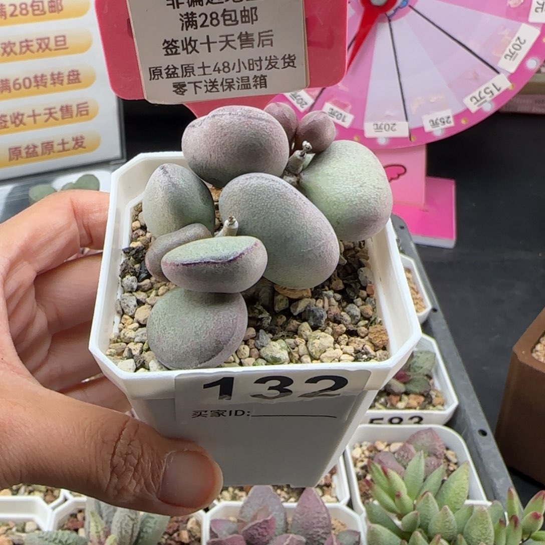 赵***吏132球球紫蛋多肉植物