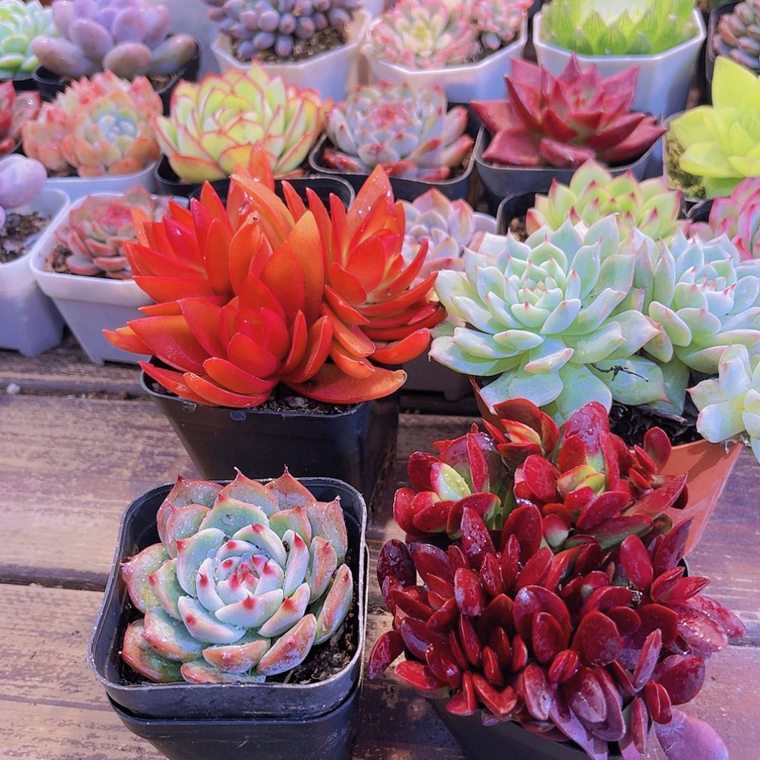 火祭群➕吉娃娃➕tp➕紫碟