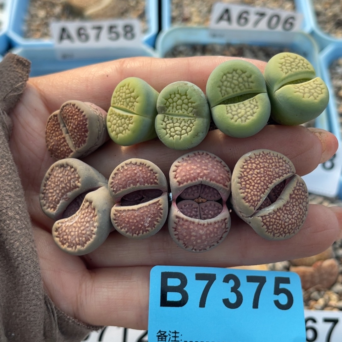 煎***葱7375巴里9颗。     
