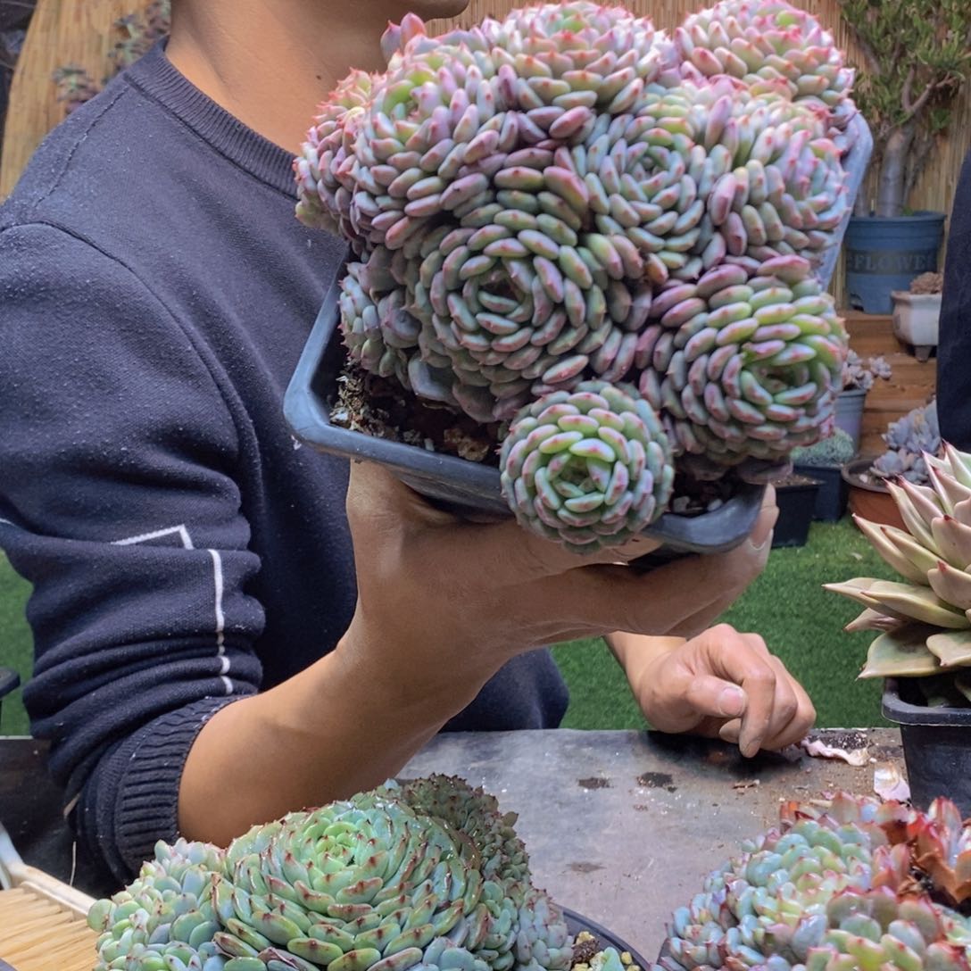 木*八A180号白胖子手捧