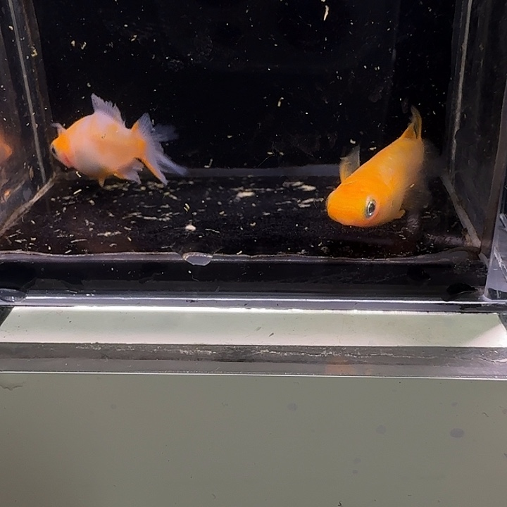 青鳉鱼一物一拍752