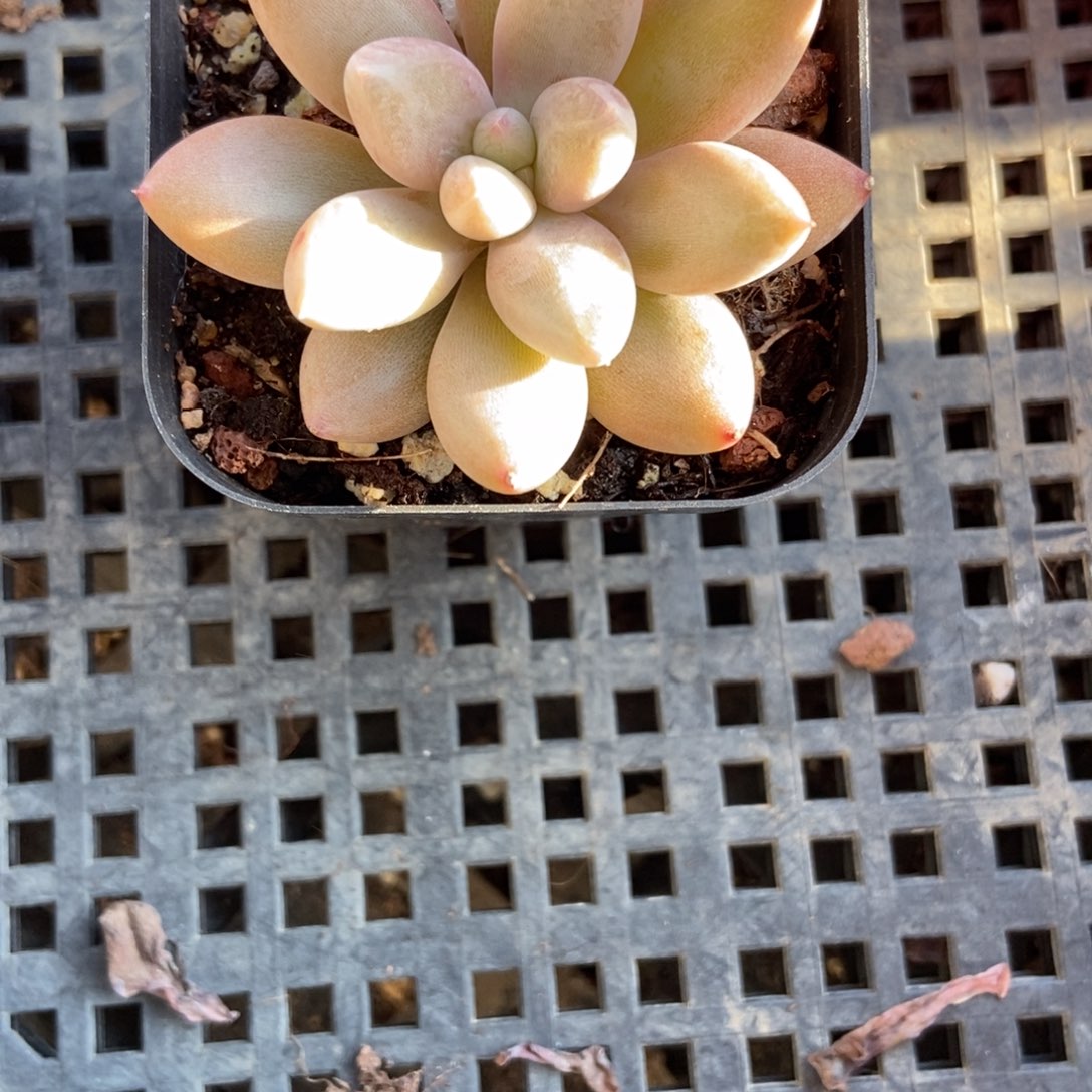 273哥特多肉植物多肉