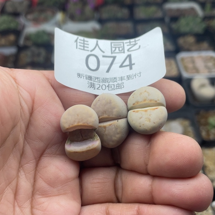 佳人园艺 老周多肉上福利啦热唇074