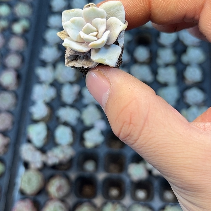 饺子皮 满10颗包邮