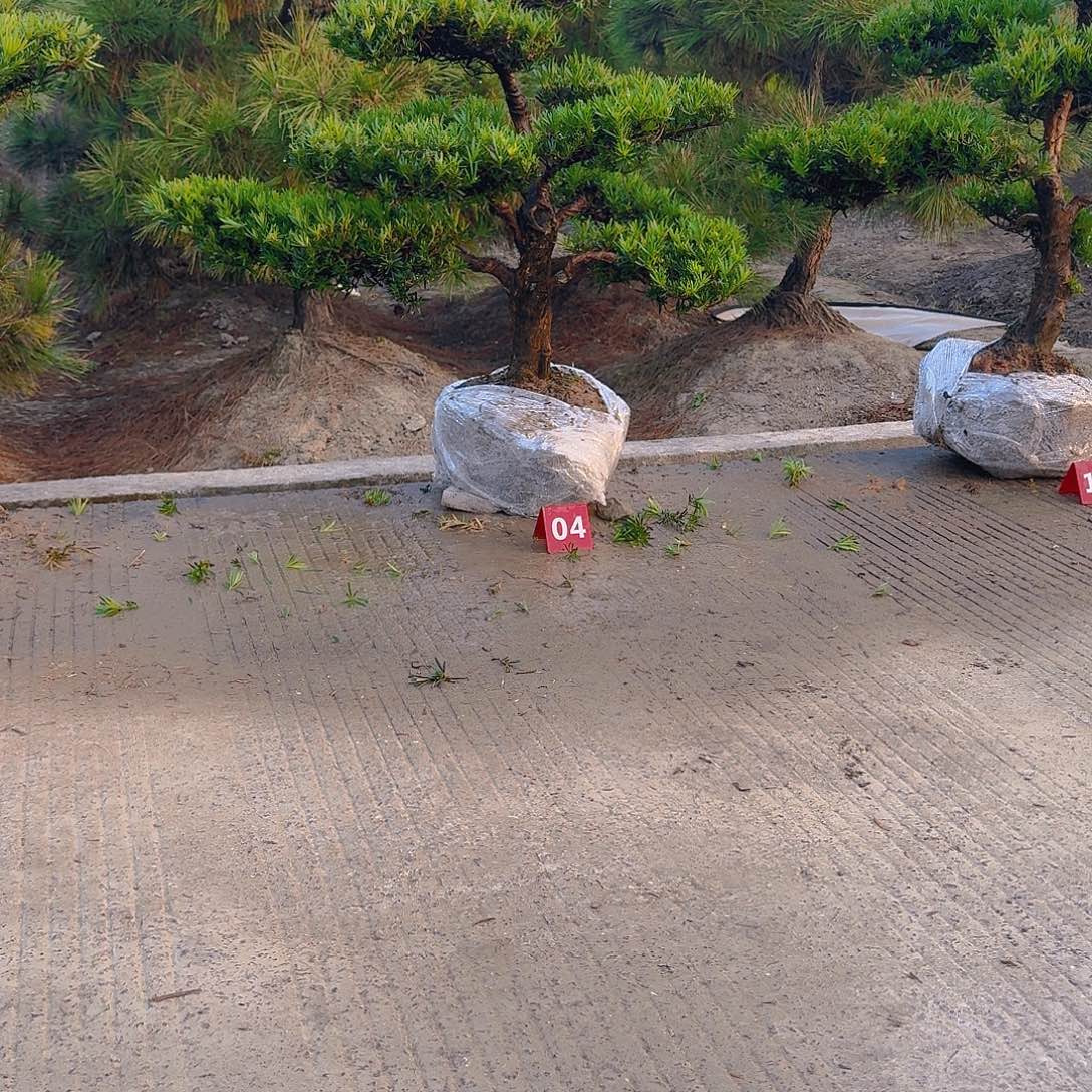 小***子完全开放罗汉松，基地发货