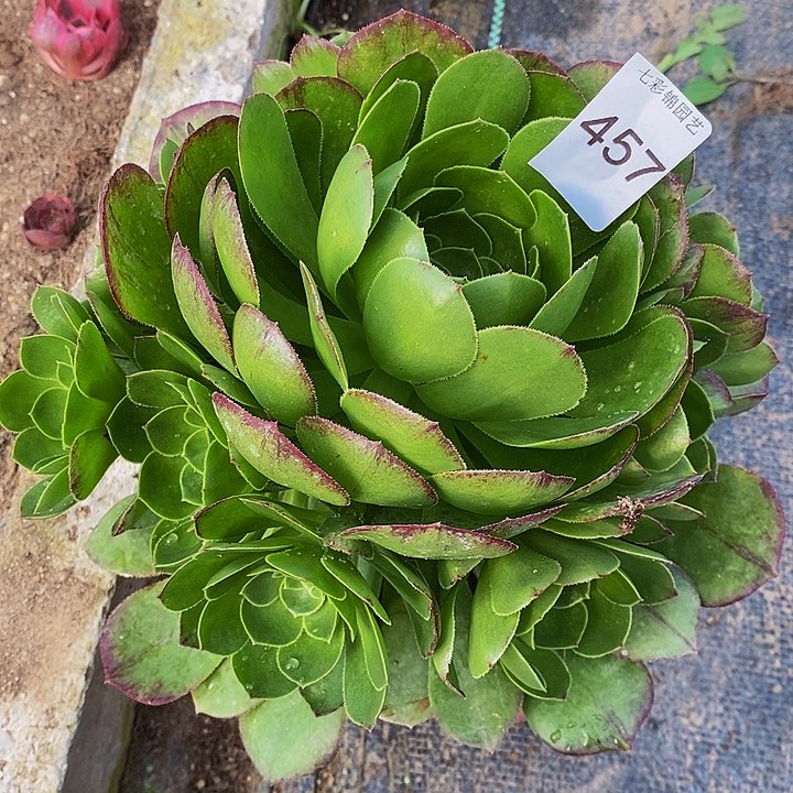 花月夜变异457一颗包邮。