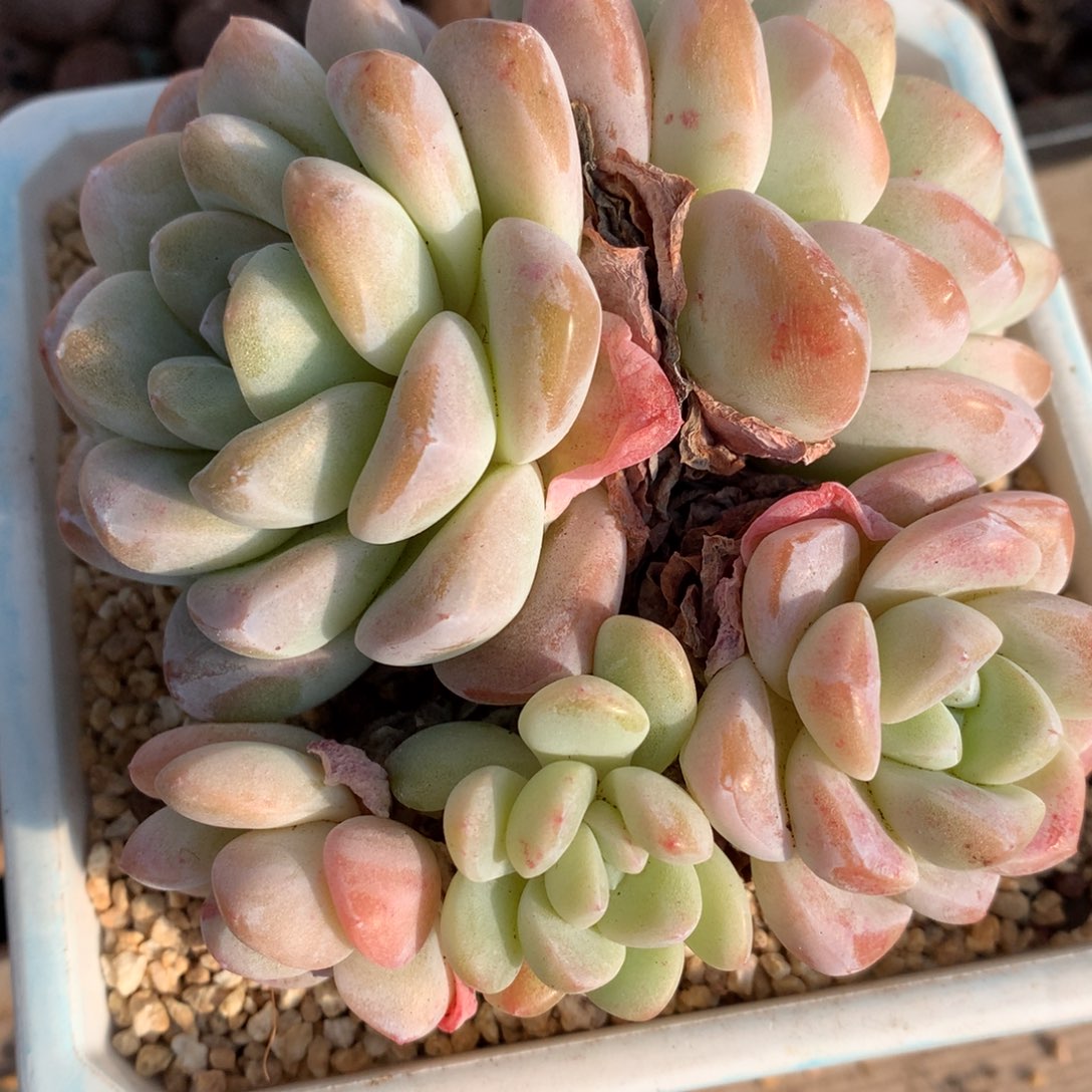 0124-106 6头老桩冰玉