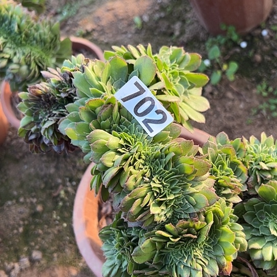 白***菊多肉植物一个万追702