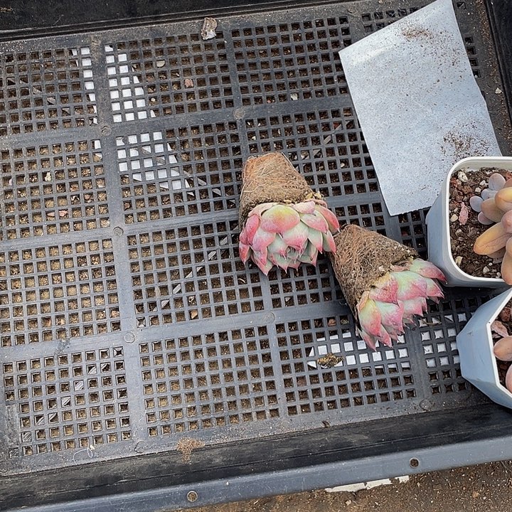 兮***龠47号筐带盆土发货