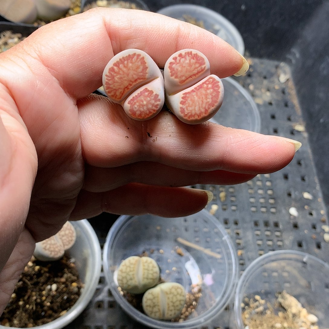 K371多肉植物保护研究所