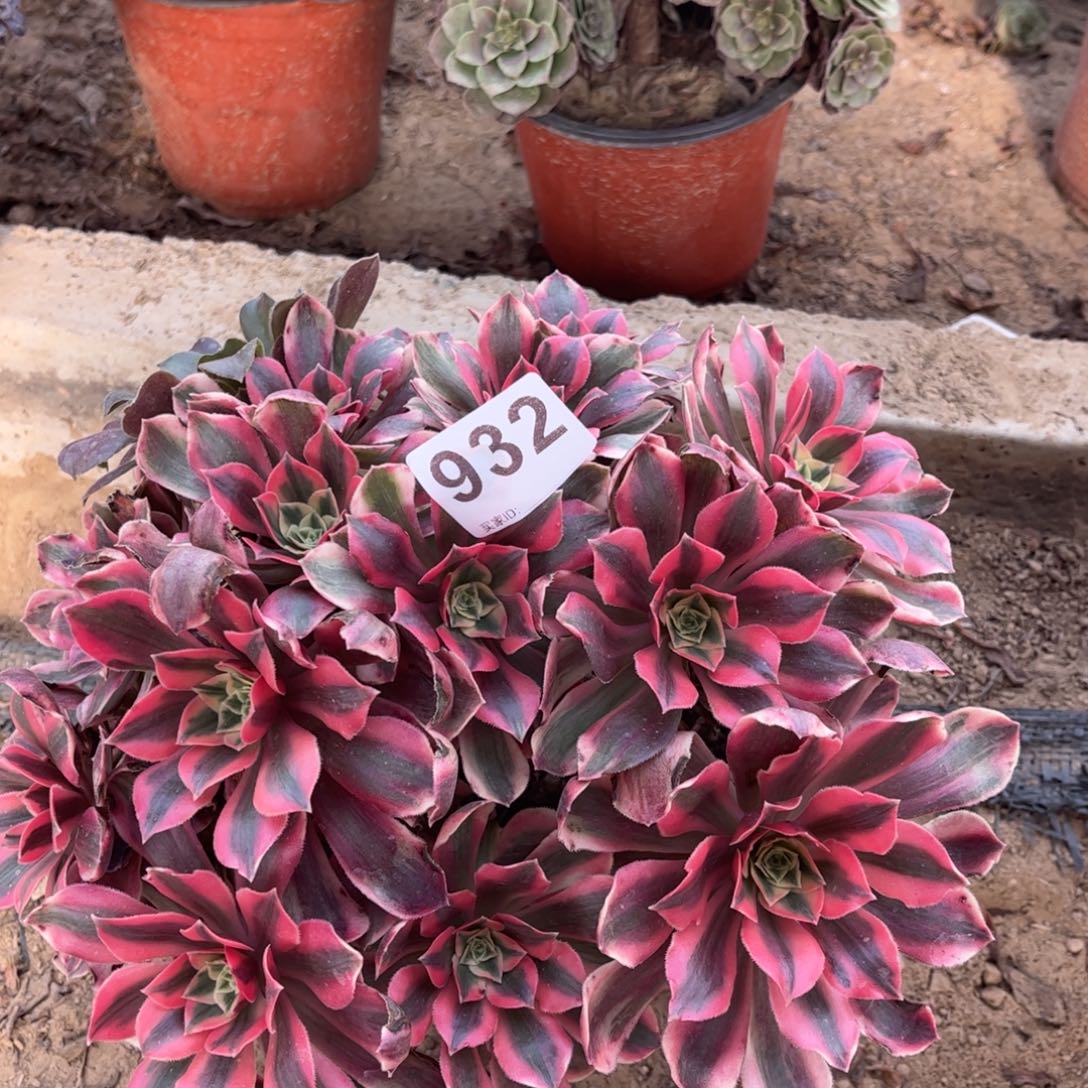 粉女妖932不包断枝