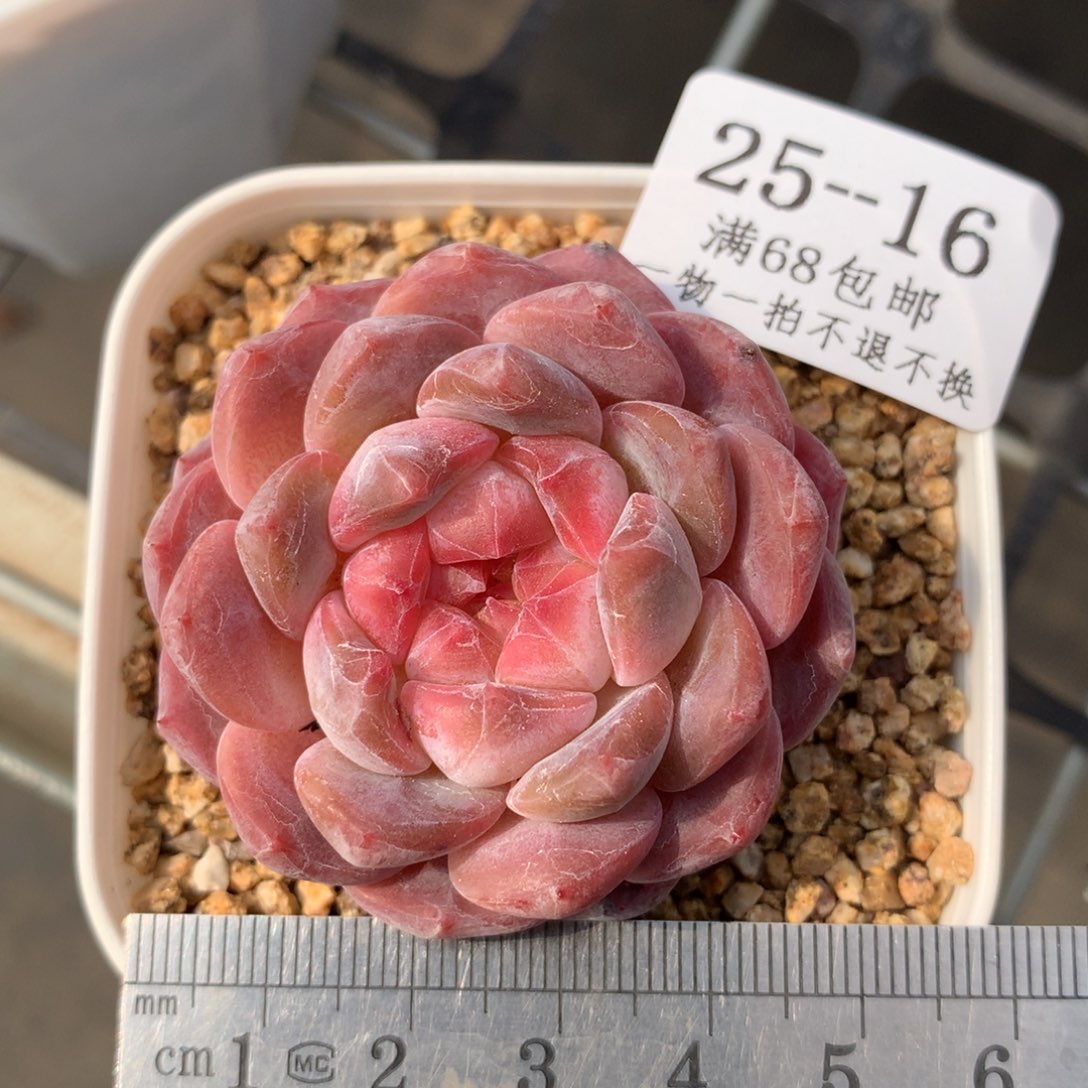 16。秘境。琥珀。糖心多肉。