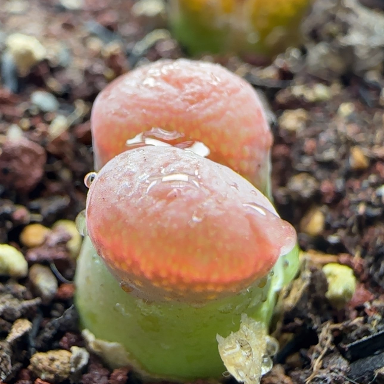 【闪购商品】12520     