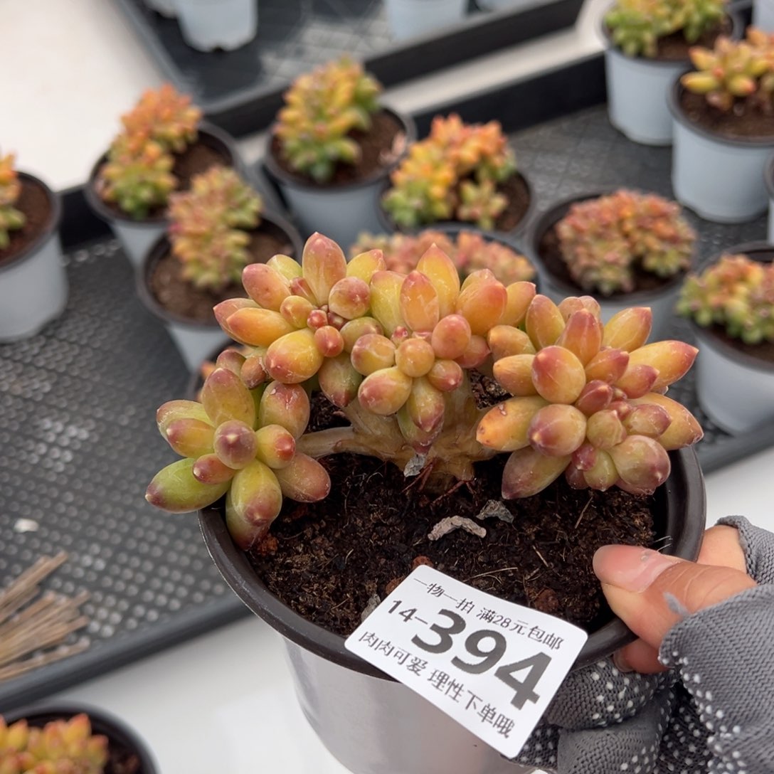 千代田缀化多肉多肉多肉多肉