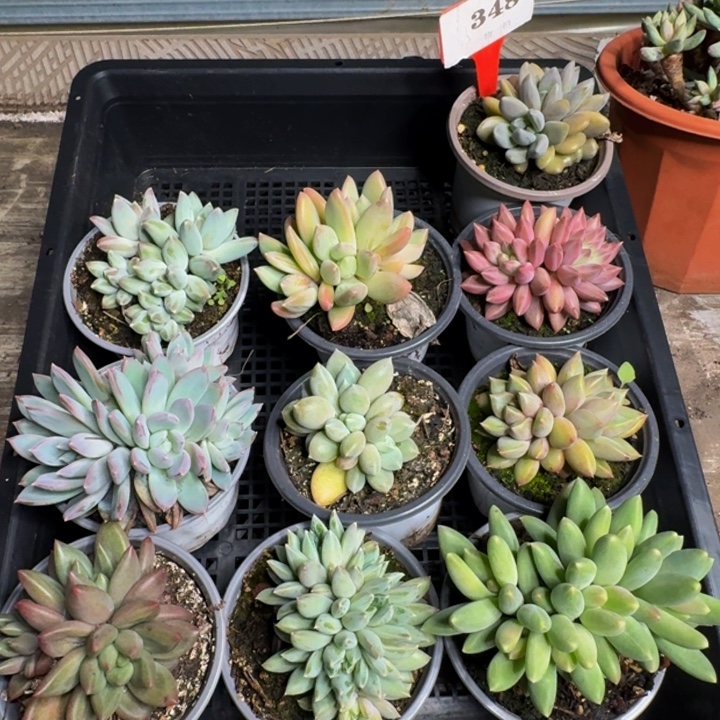 348多肉植物一物一拍