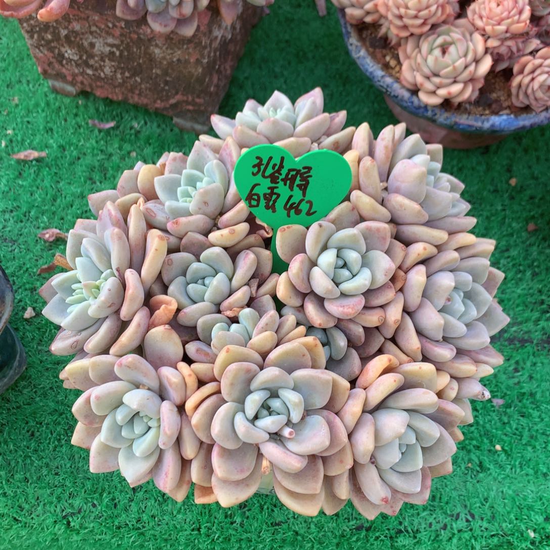 孔**屏白露升级克洛伊差价462