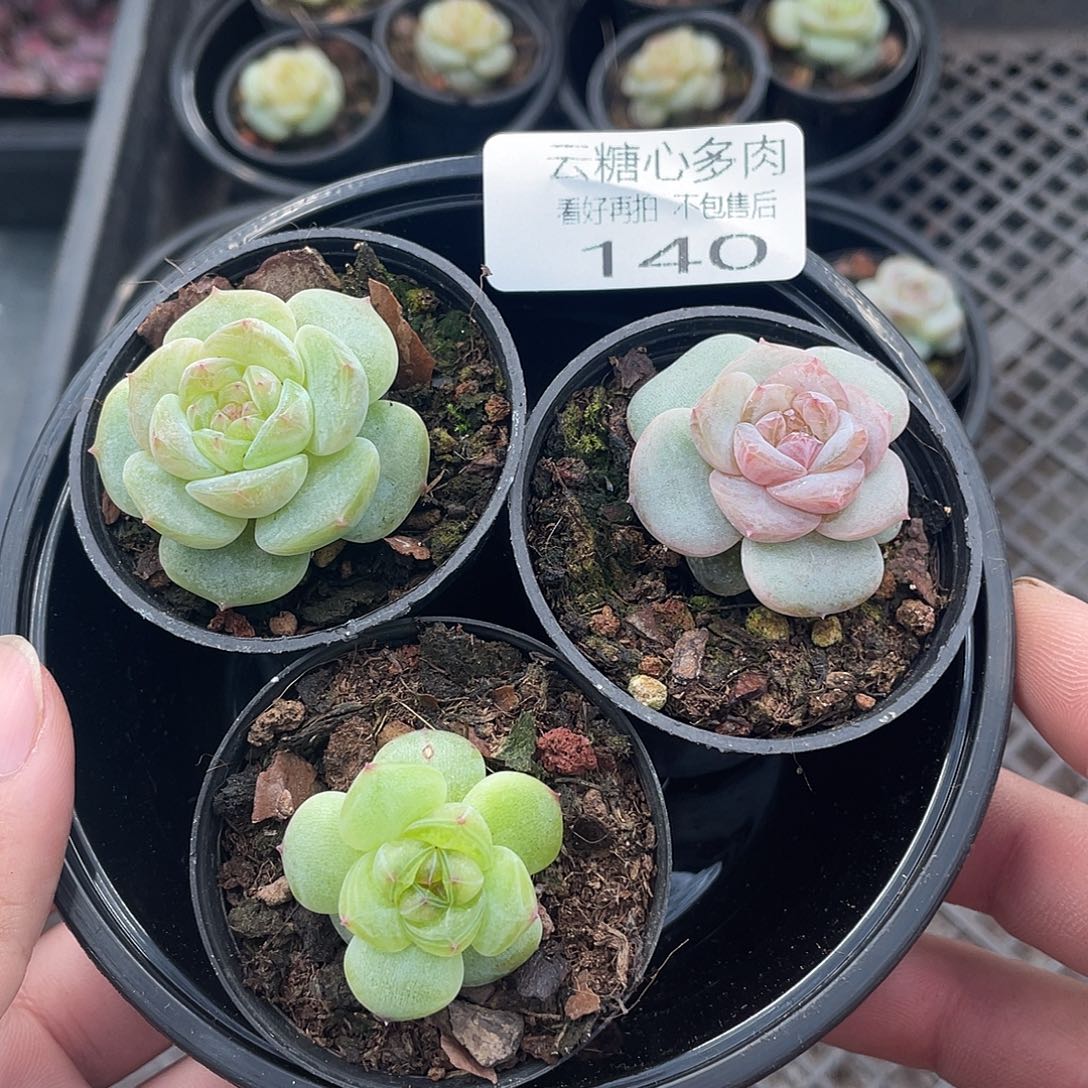 云糖心多肉植物140