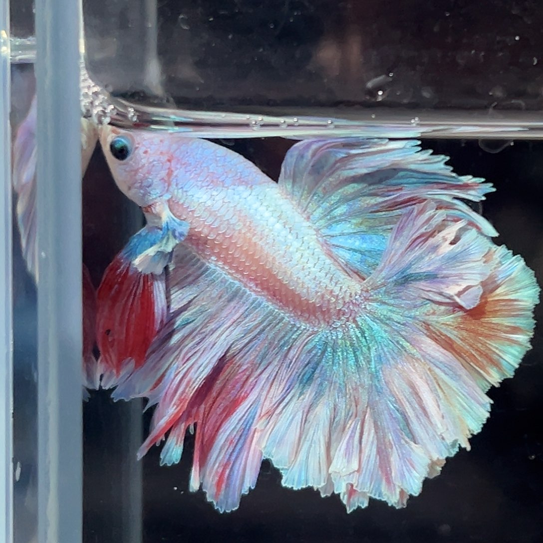 斗鱼9号冰激凌马卡龙破价出