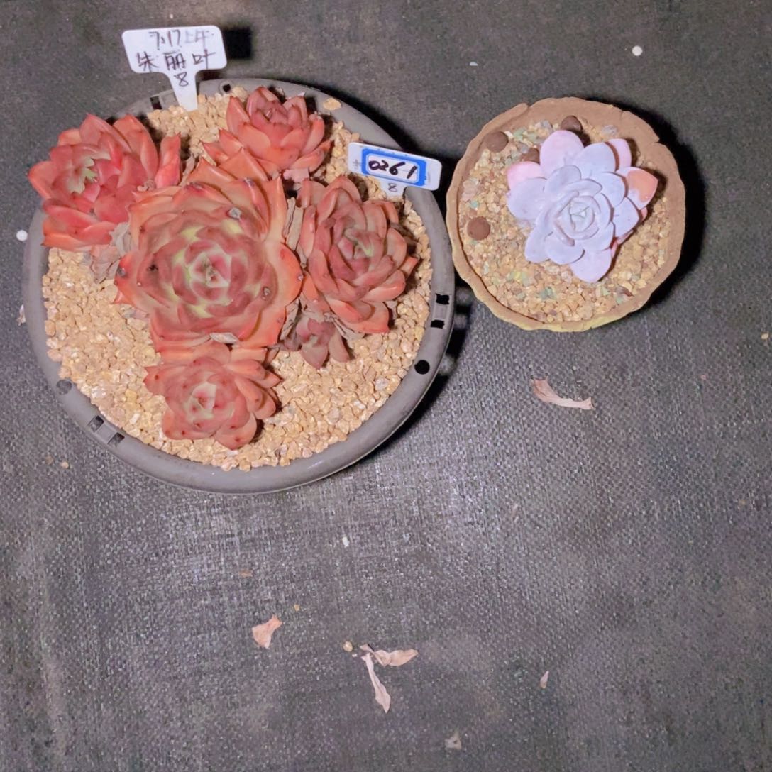 你***．0261两颗一组一组