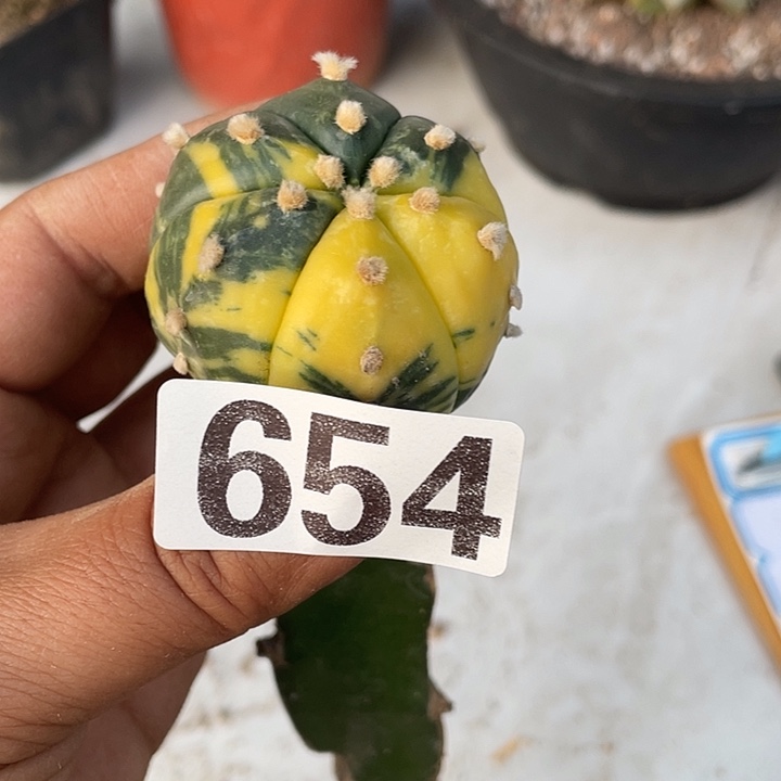 654号三角嫁接兜锦
