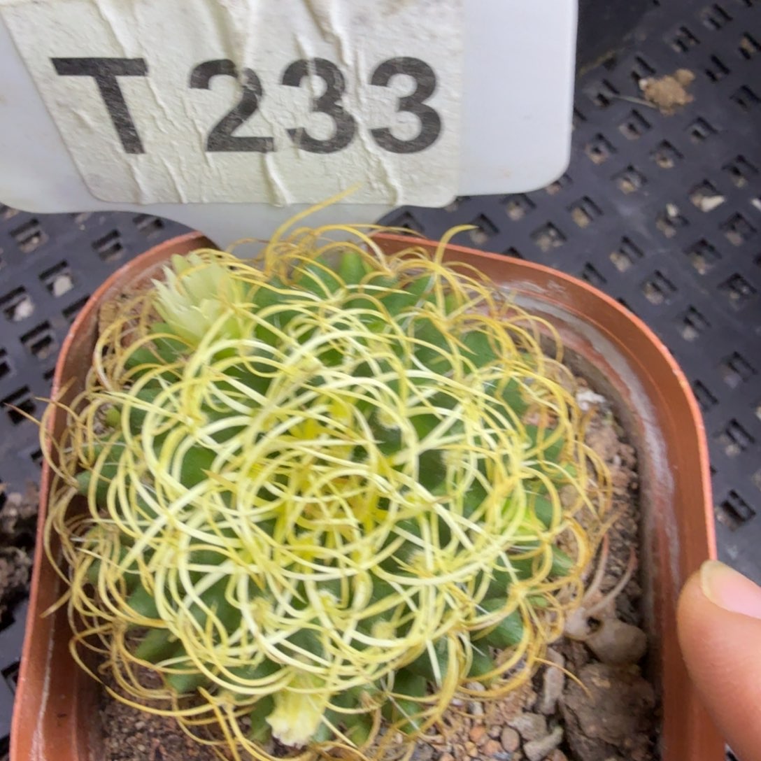 福利卷刺琴丝脱土发