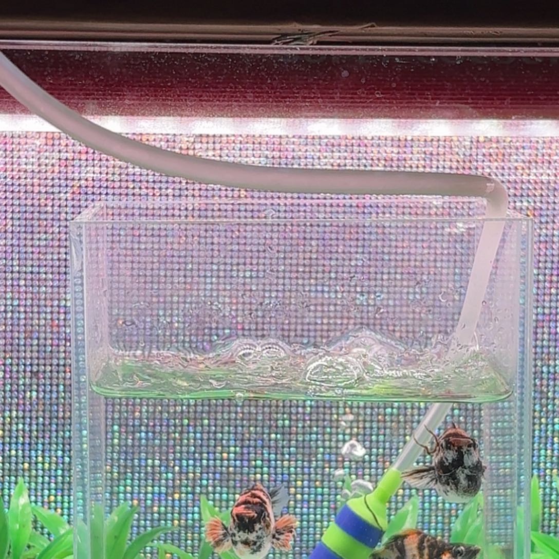 孔雀鱼玩赖两对虎皮