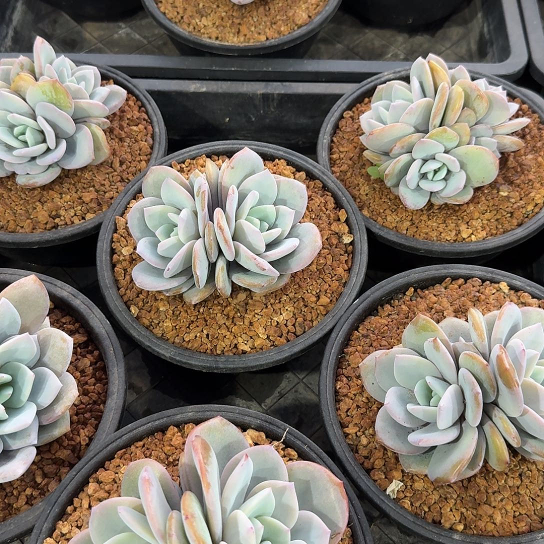 小双头奶茶2颗，售后范围：签收起7天内