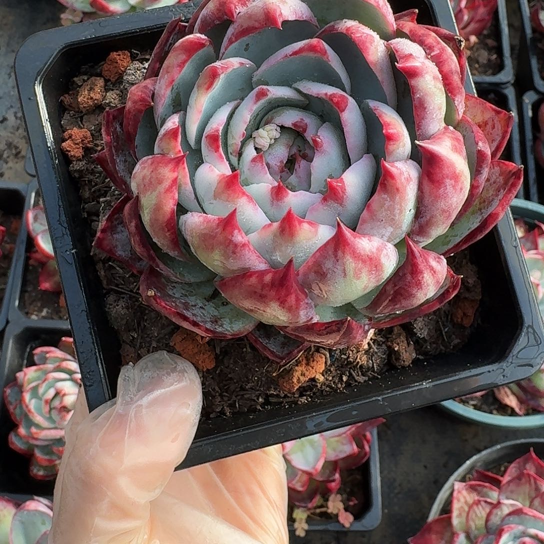 惊鸿惊鸿惊鸿包子 7 公分