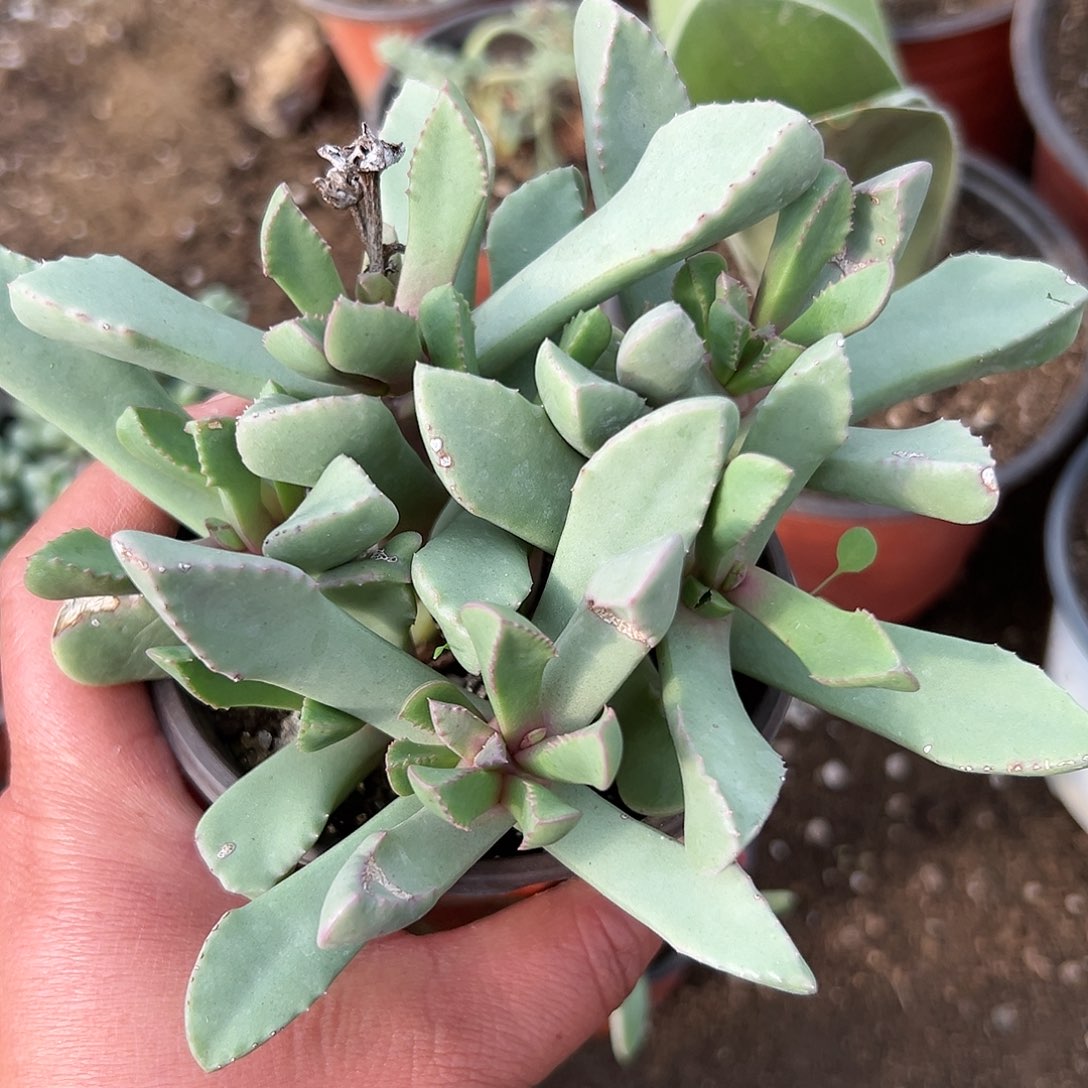 多肉植物锯齿枝干