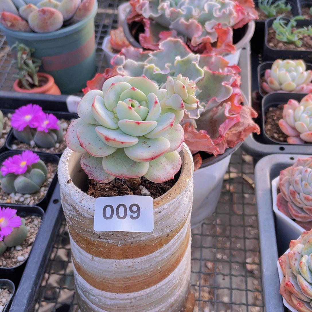 009 多肉植物多肉