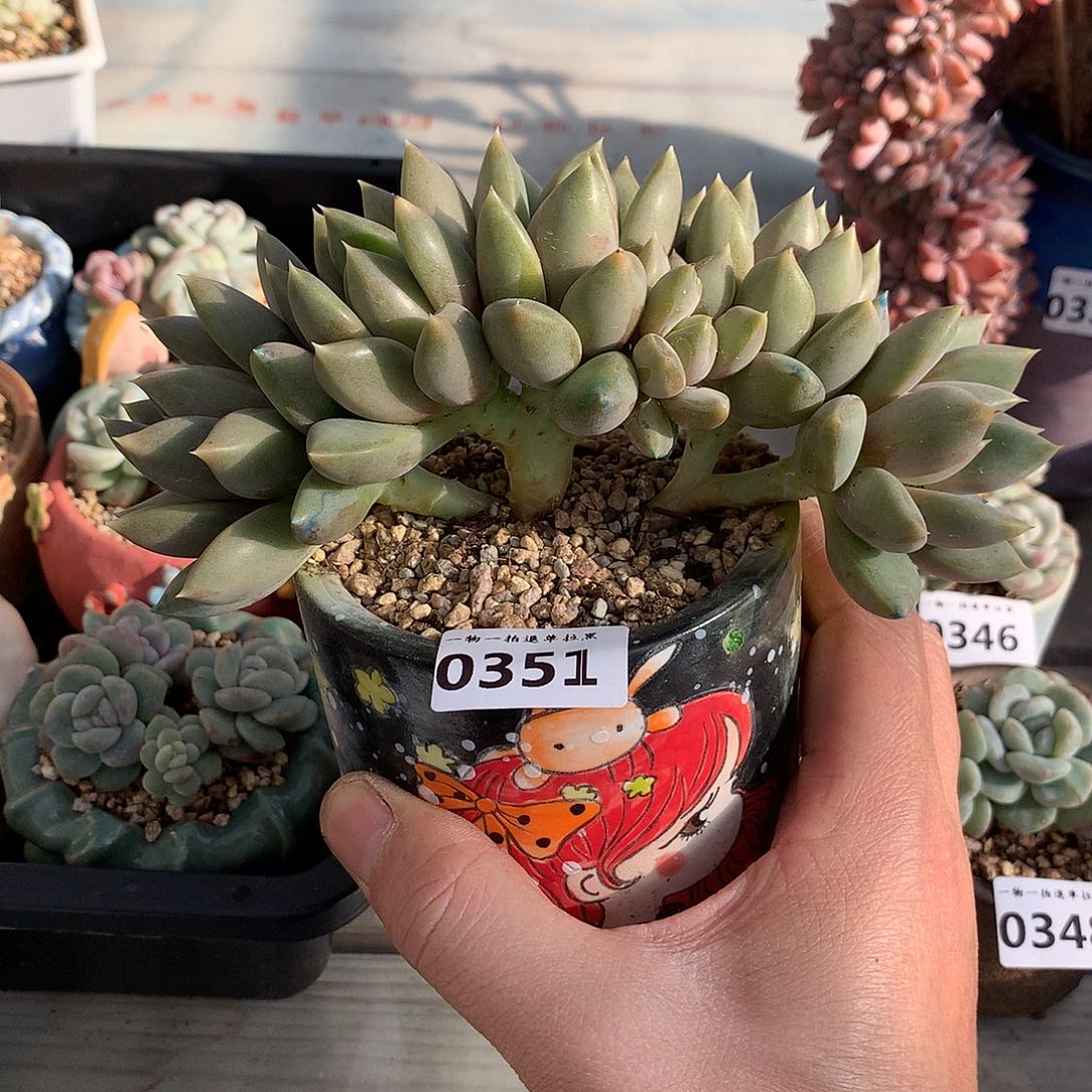 351红象牙多肉一颗15厘米