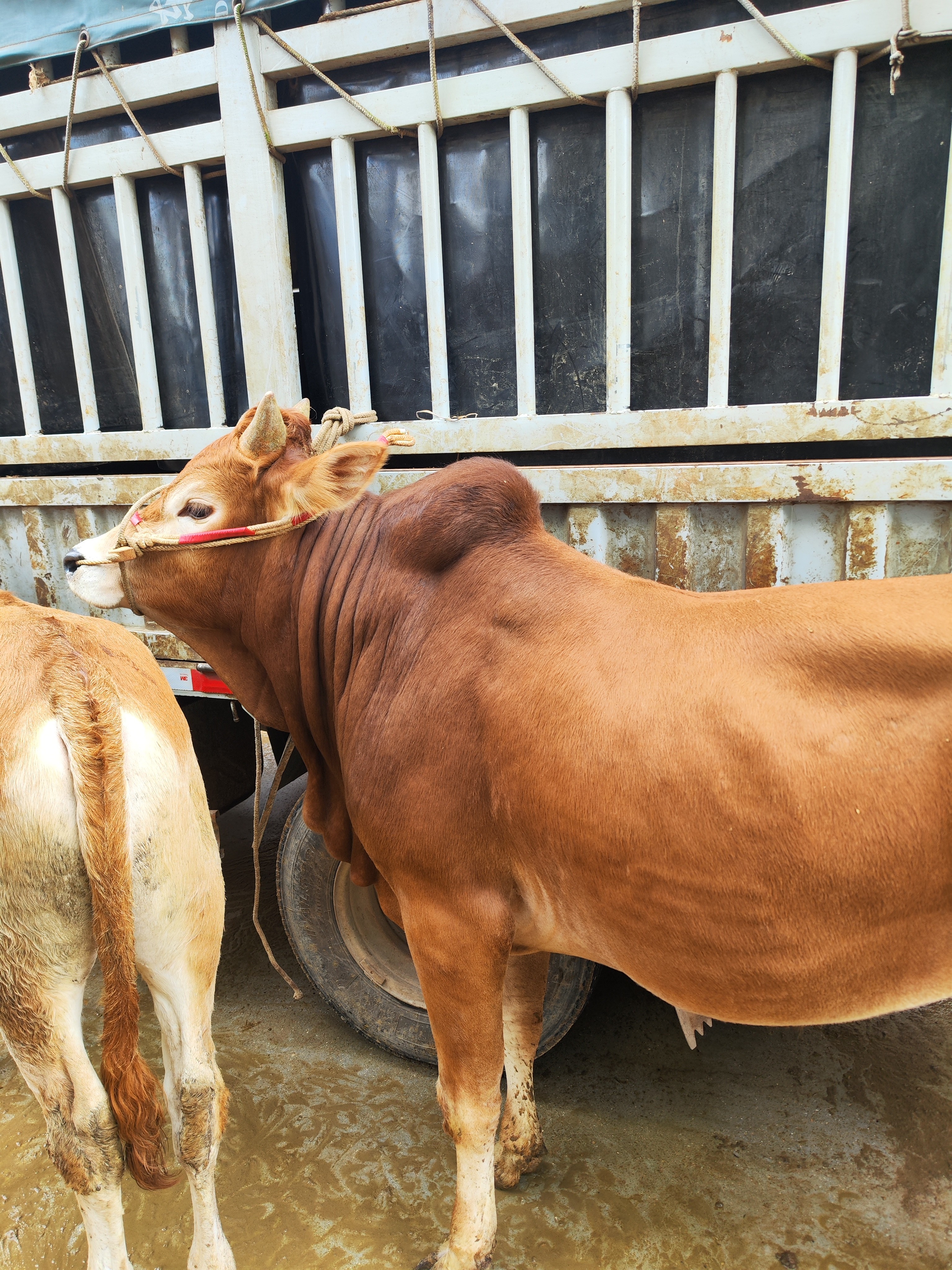 云南文山草饲散养土黄牛肉真空冷链新鲜食用现切称重链接1号