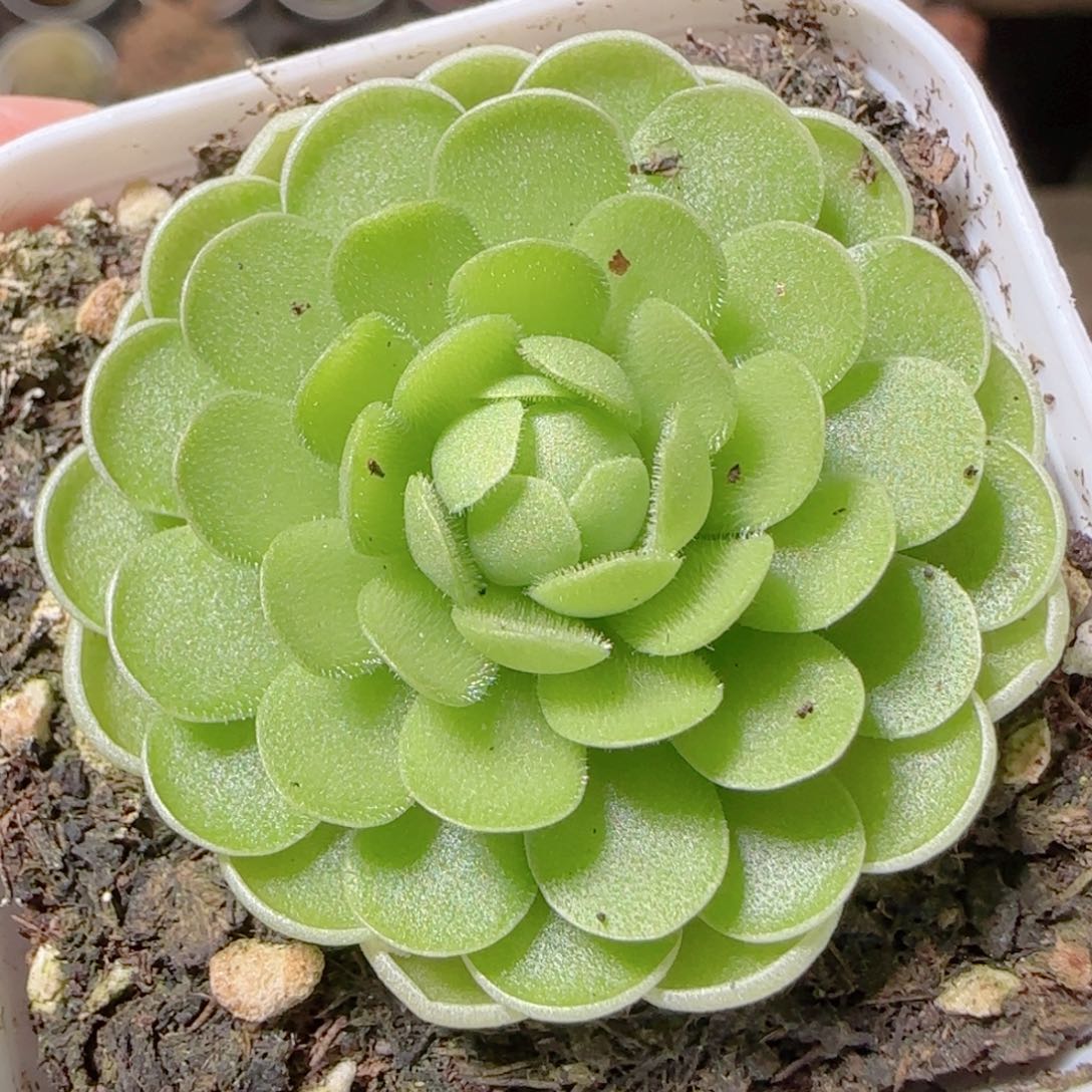 花语多肉1207-108爱丽丝