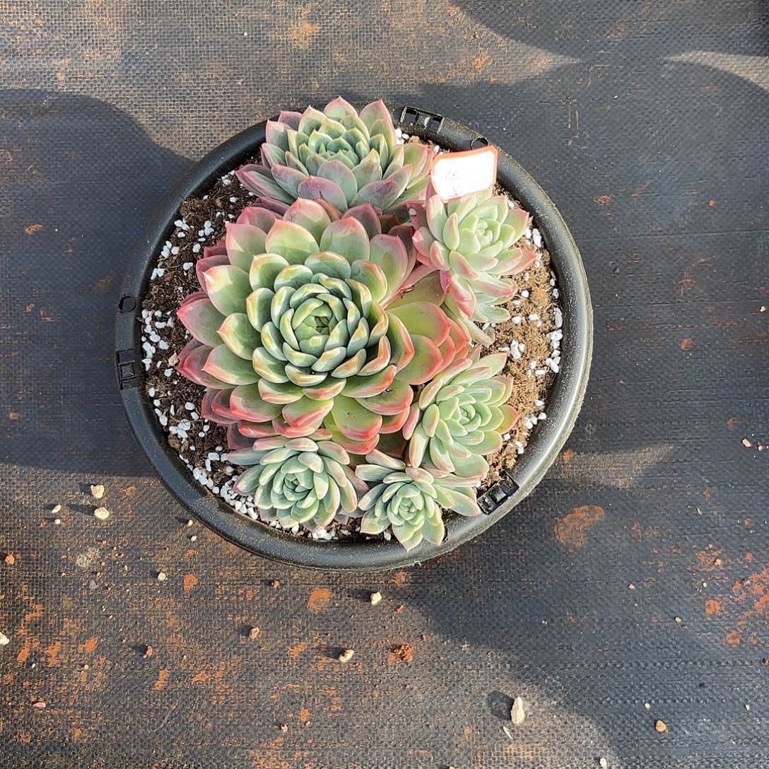 葛****红粉杂多肉植物多肉