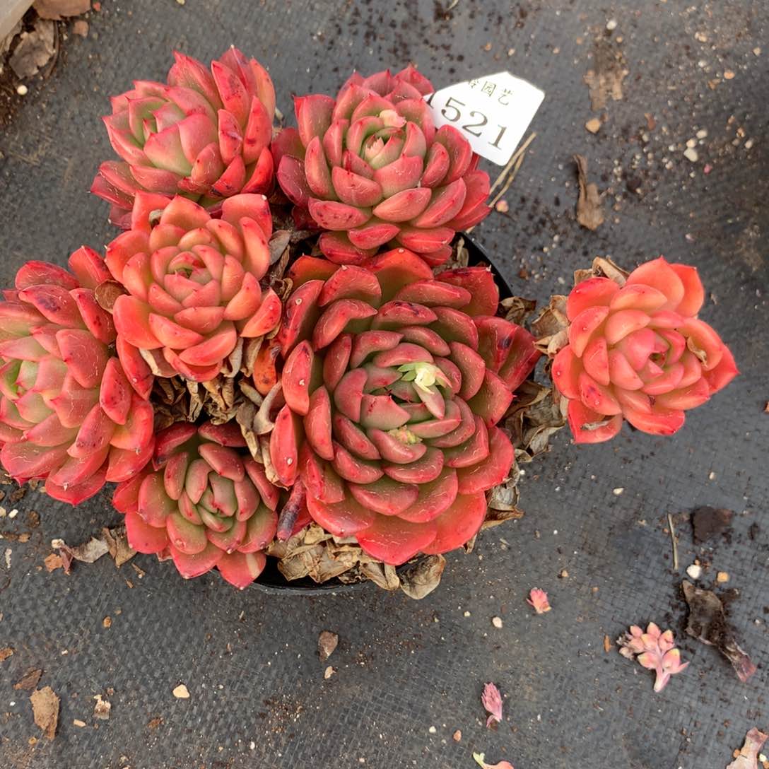 1521杂交多肉老桩