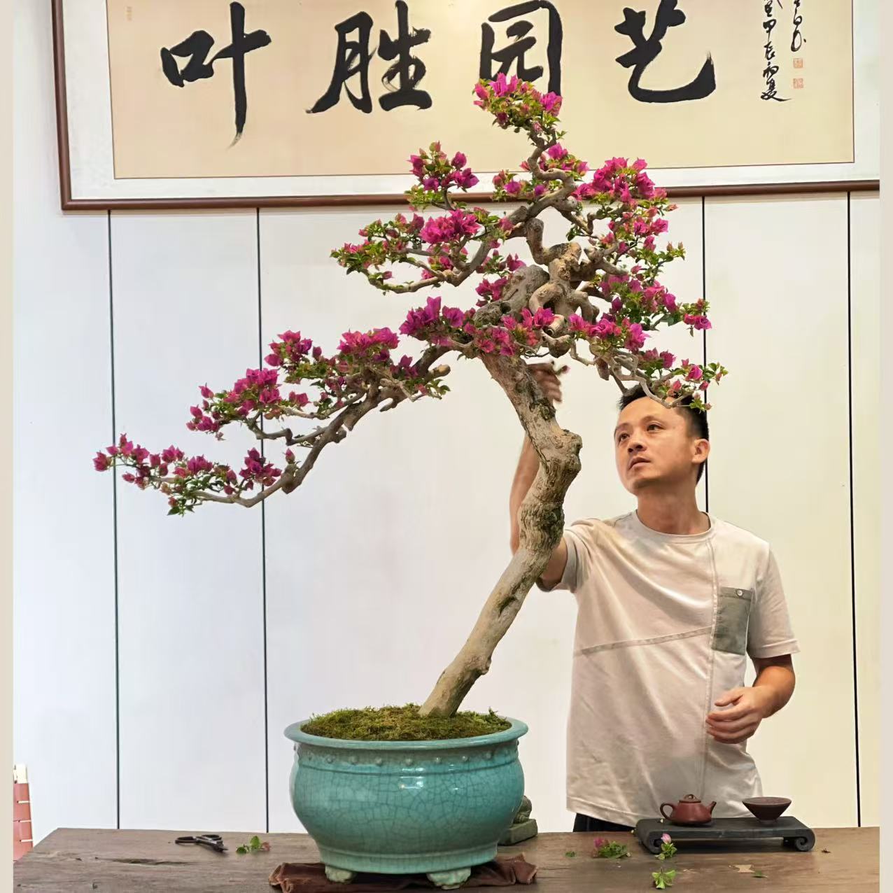 【叶胜园艺】精品小叶紫老桩三角梅盆景