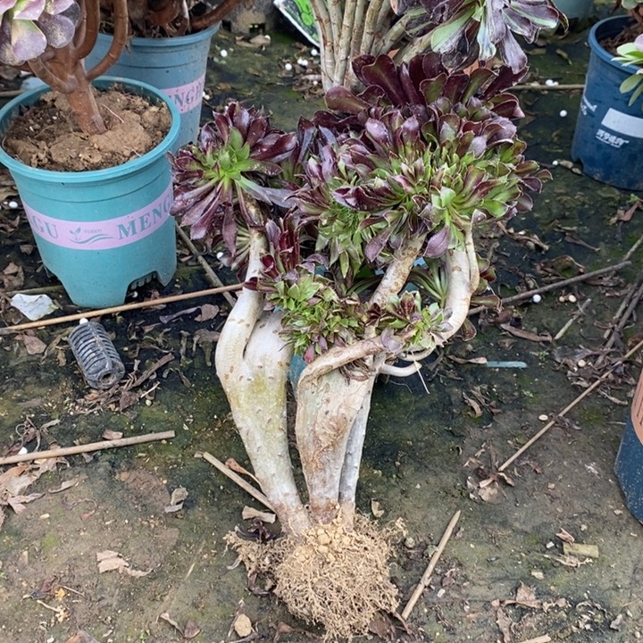 黑法缀多肉植物37 