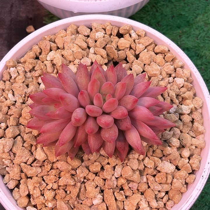 我是第一百个为玉童子应援哒啦