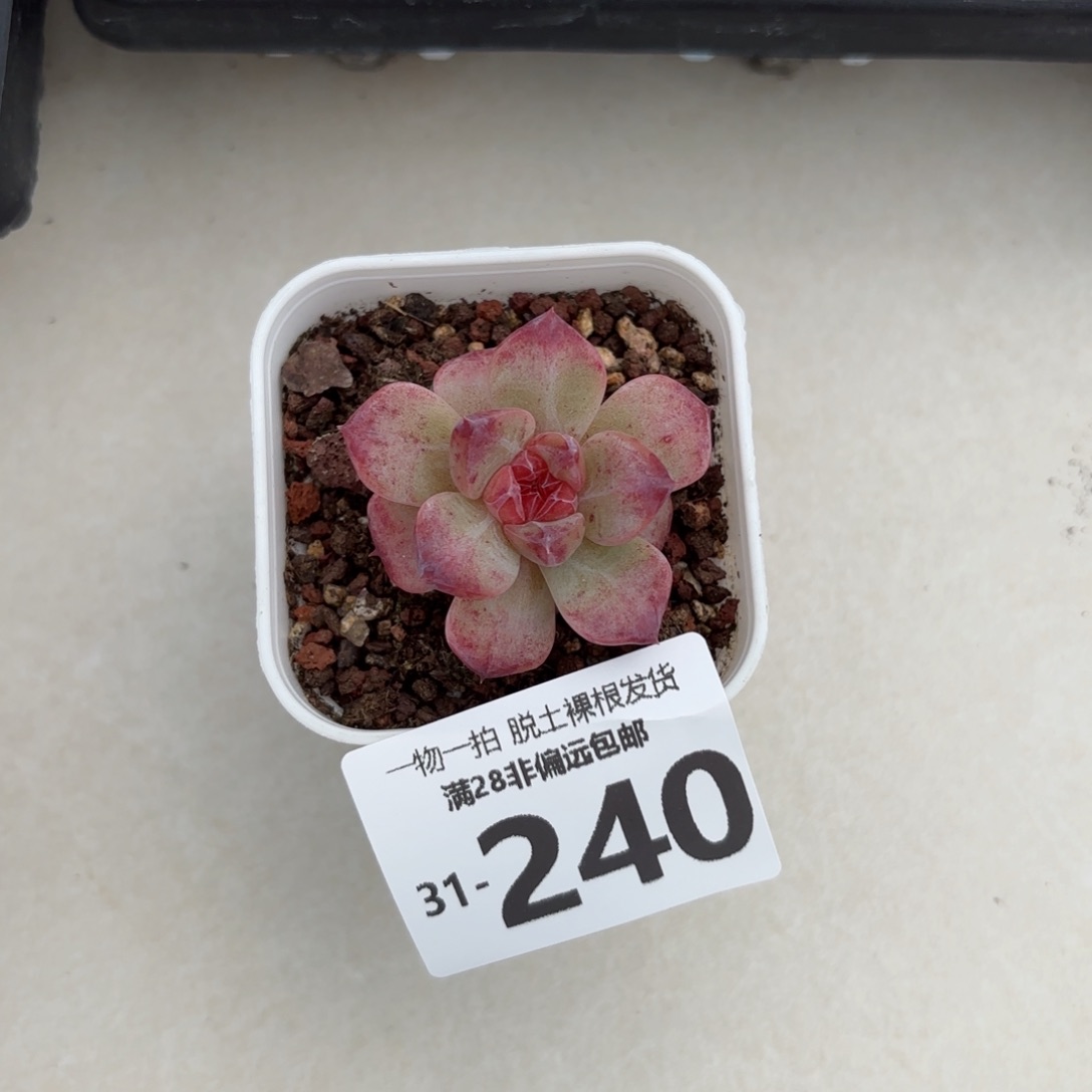 蕉糖珍妮单头多肉多肉