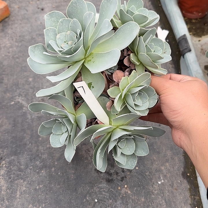 山地玫瑰一物一拍，脱土发，7号，不包断侧芽