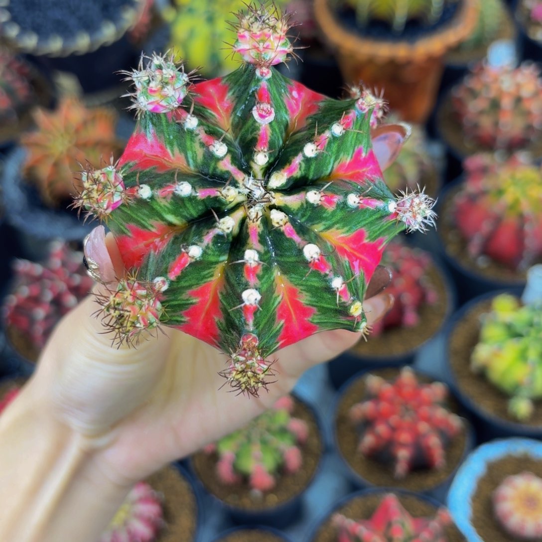 出侧牙00000000000000488