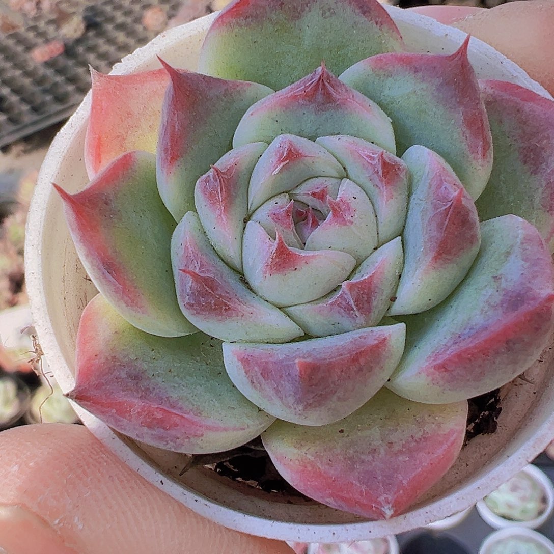 胖吉19包邮多肉植物