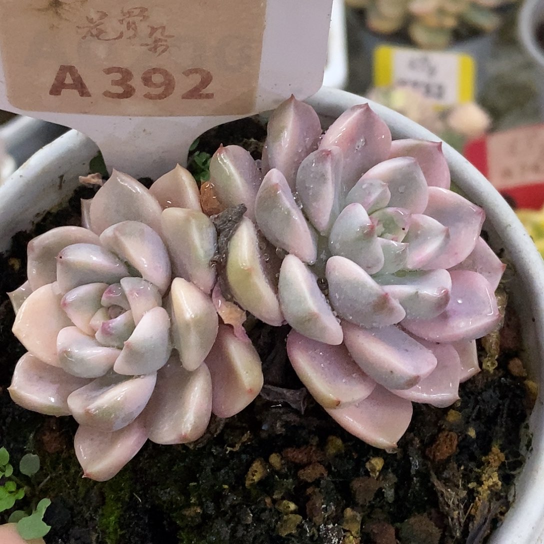 392红粉哈哈哈哈哈哈
