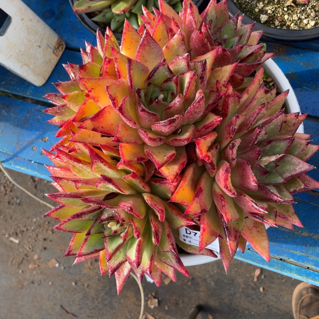 无花朵若如东云组拍D744