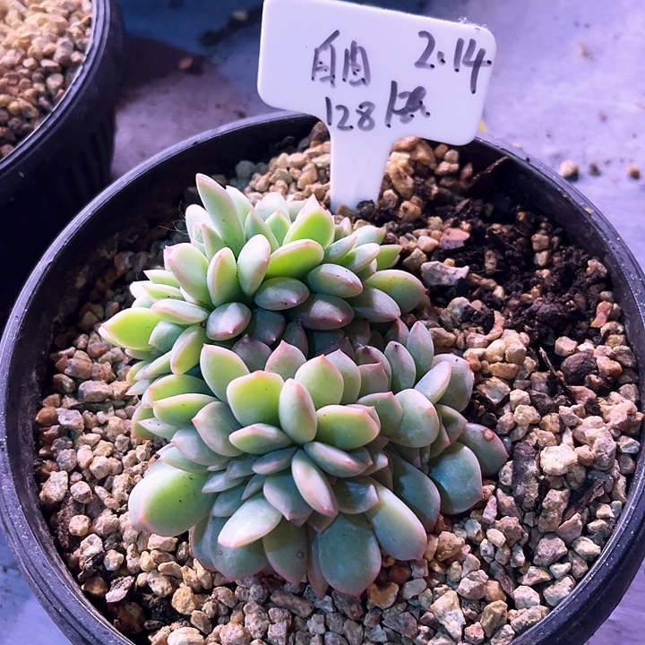 自****由我是第一百个为妖刀应援滴