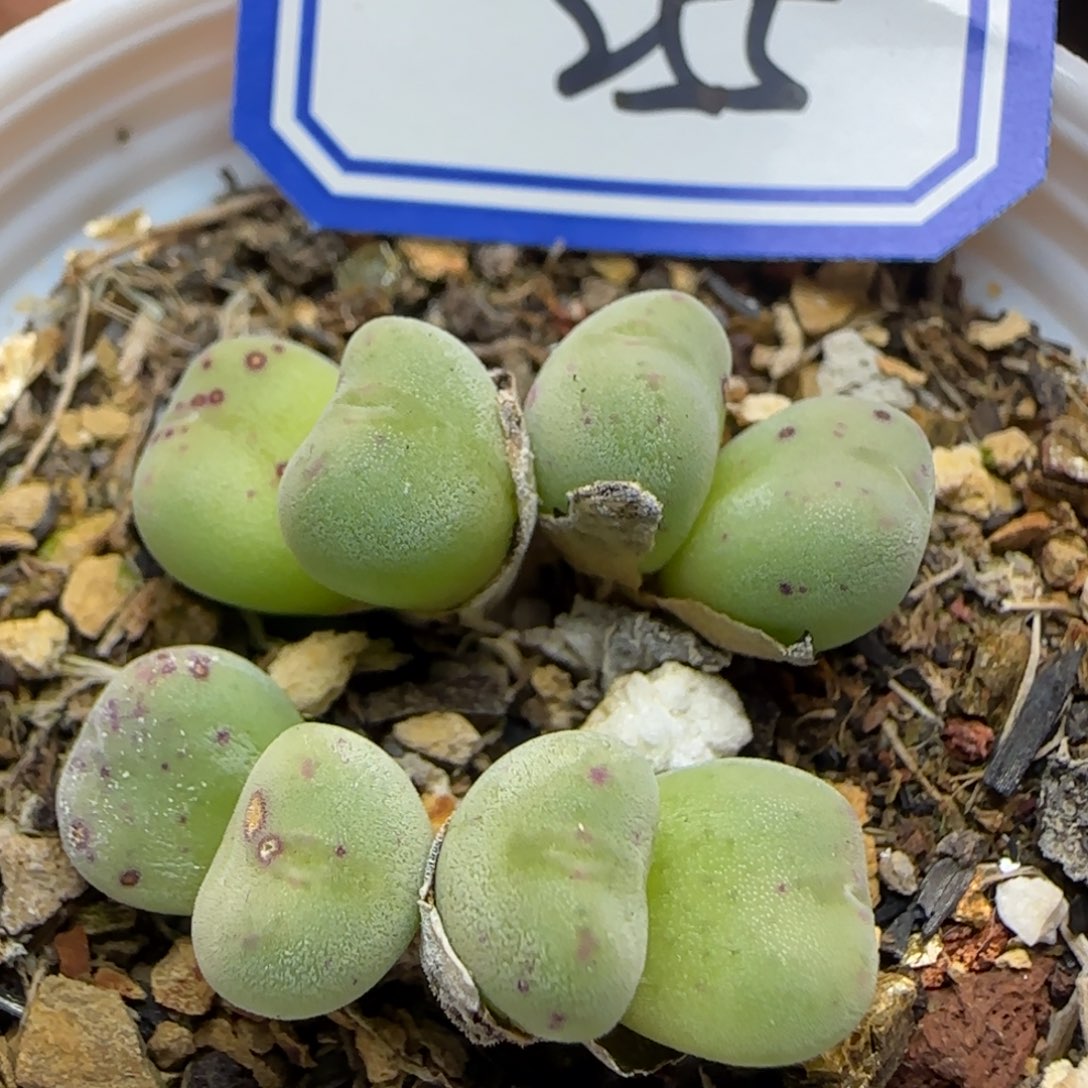 毛口滴带盆土带盆发货。      