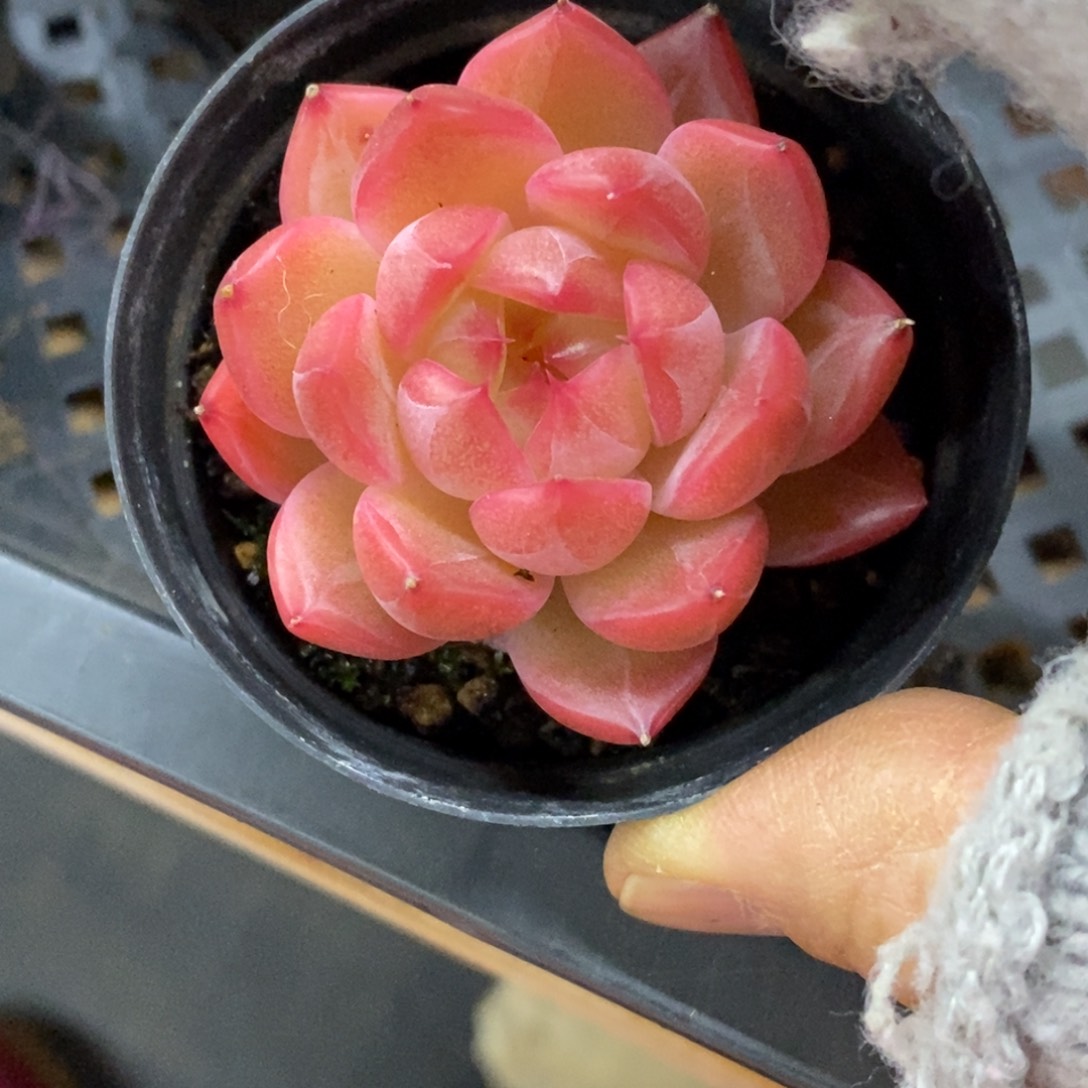 精品多肉一物一拍不包整186